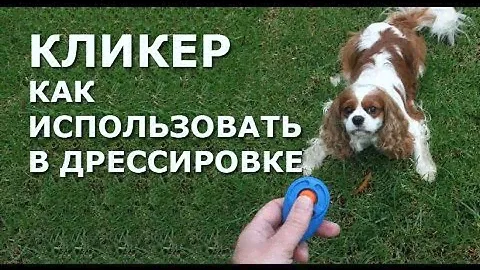 Дрессировка собак и кликер. Как работать с кликером.