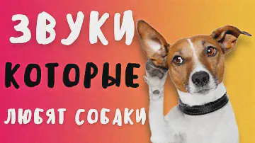 ЗВУКИ КОТОРЫЕ НРАВЯТСЯ СОБАКАМ 🔊 | ПРАНК НАД СОБАКОЙ | ТЕСТ НА ОХРАННИКА ЧЕЛЛЕНДЖ