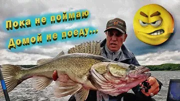 Поймать вредного судака и дурак сможет. Рыбалка с PANOPTIX LIVESCOPE 2024